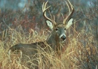 whitetail deer standing in tall shrubs